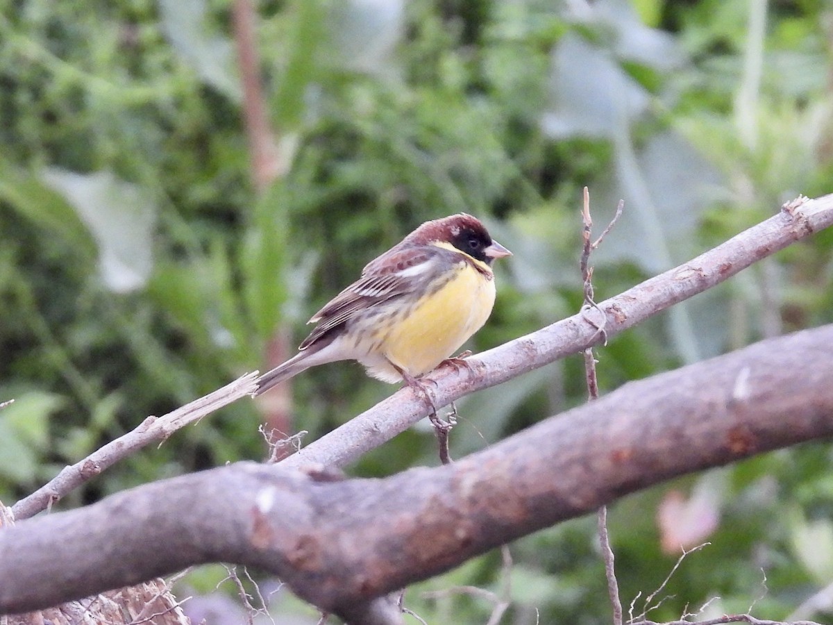 Yellow-breasted Bunting - Stan Arnold