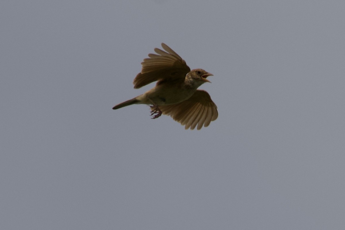 Singing Bushlark - Johan Bergkvist