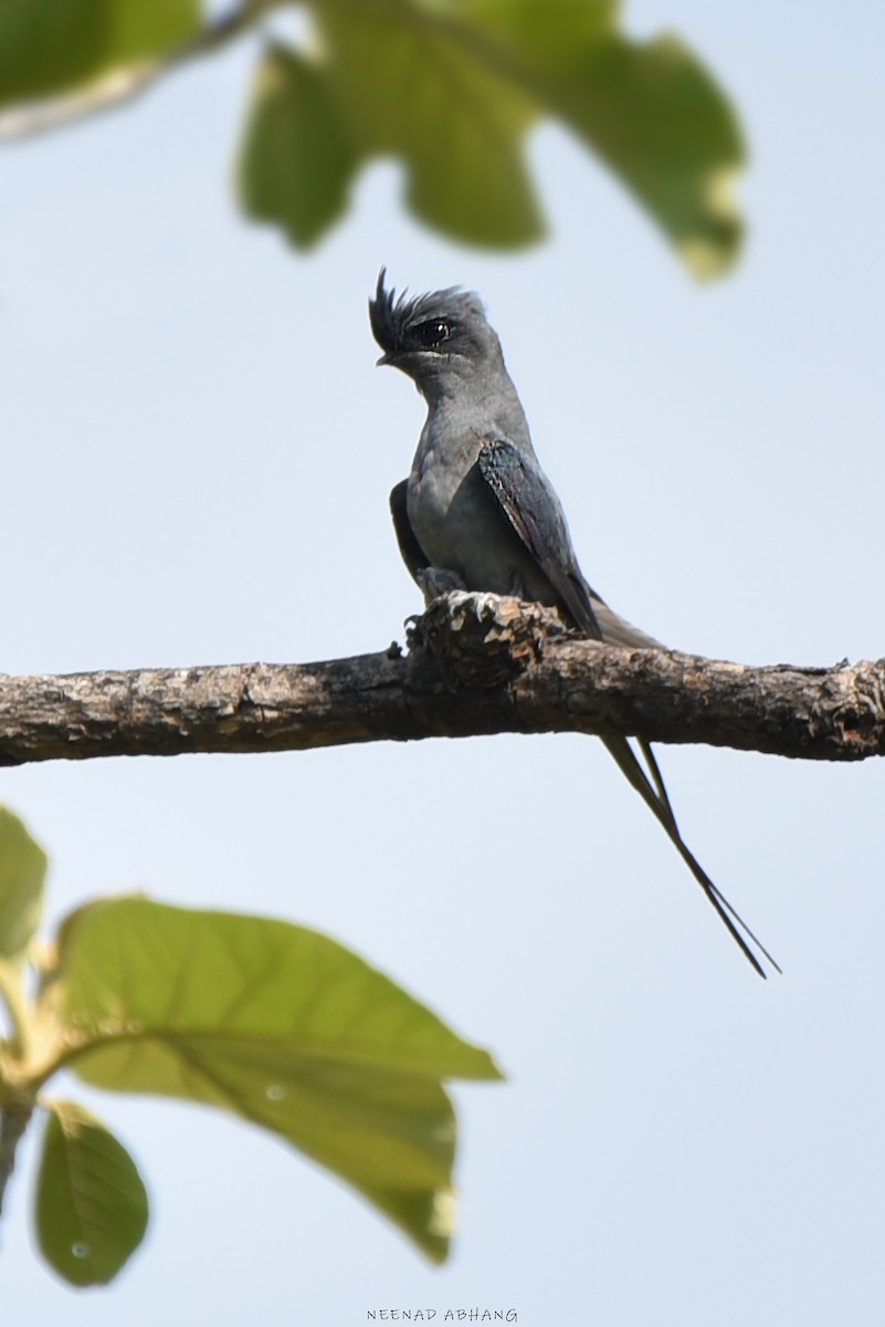 Crested Treeswift - ML619172267