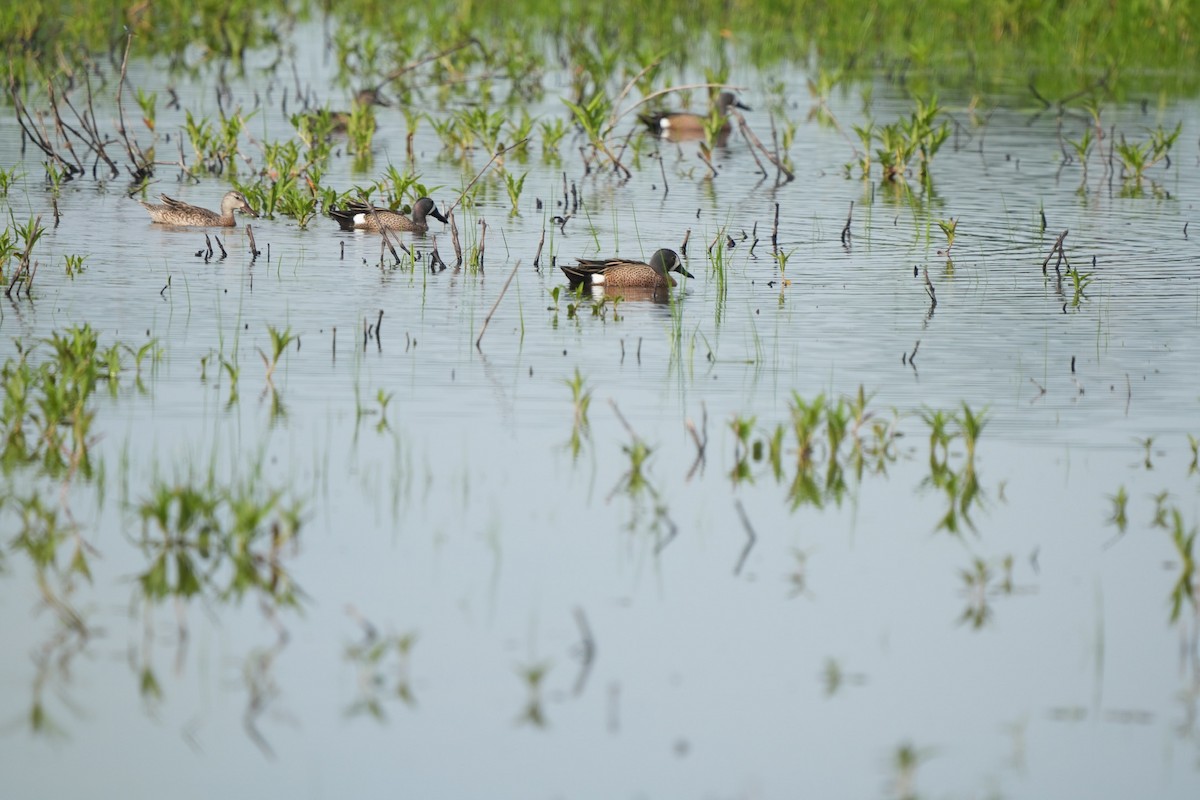 Blue-winged Teal - Todd DeVore