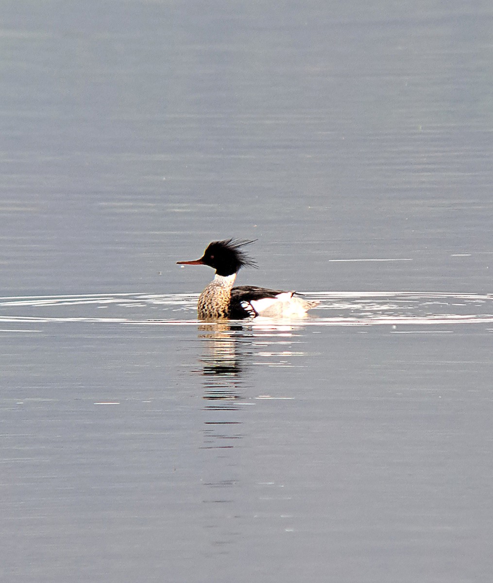 Red-breasted Merganser - ML619172272