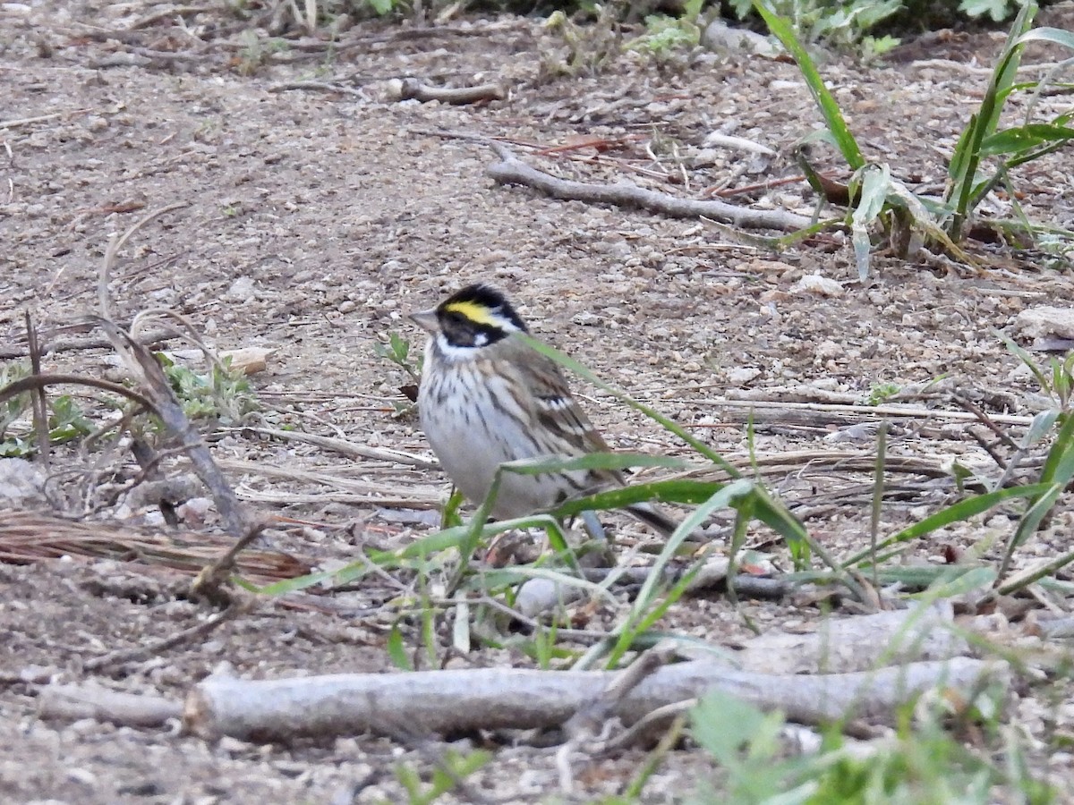Yellow-browed Bunting - Stan Arnold