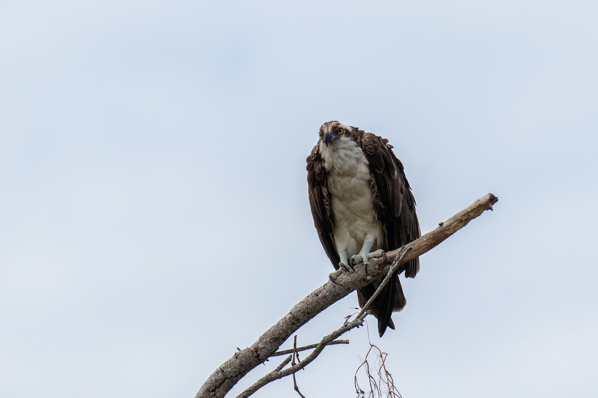 Osprey - Mark Wilson