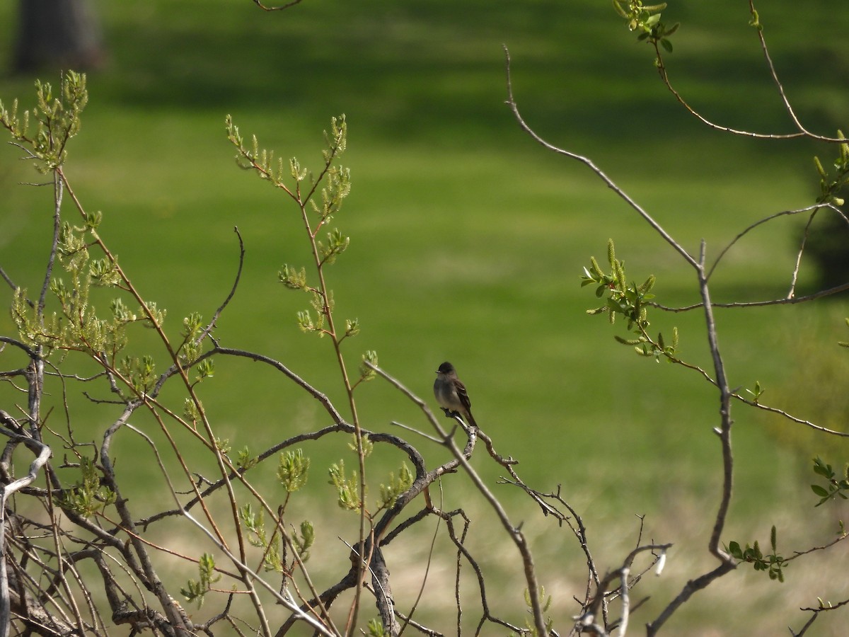 Western Wood-Pewee - Lara Fitzpatrick