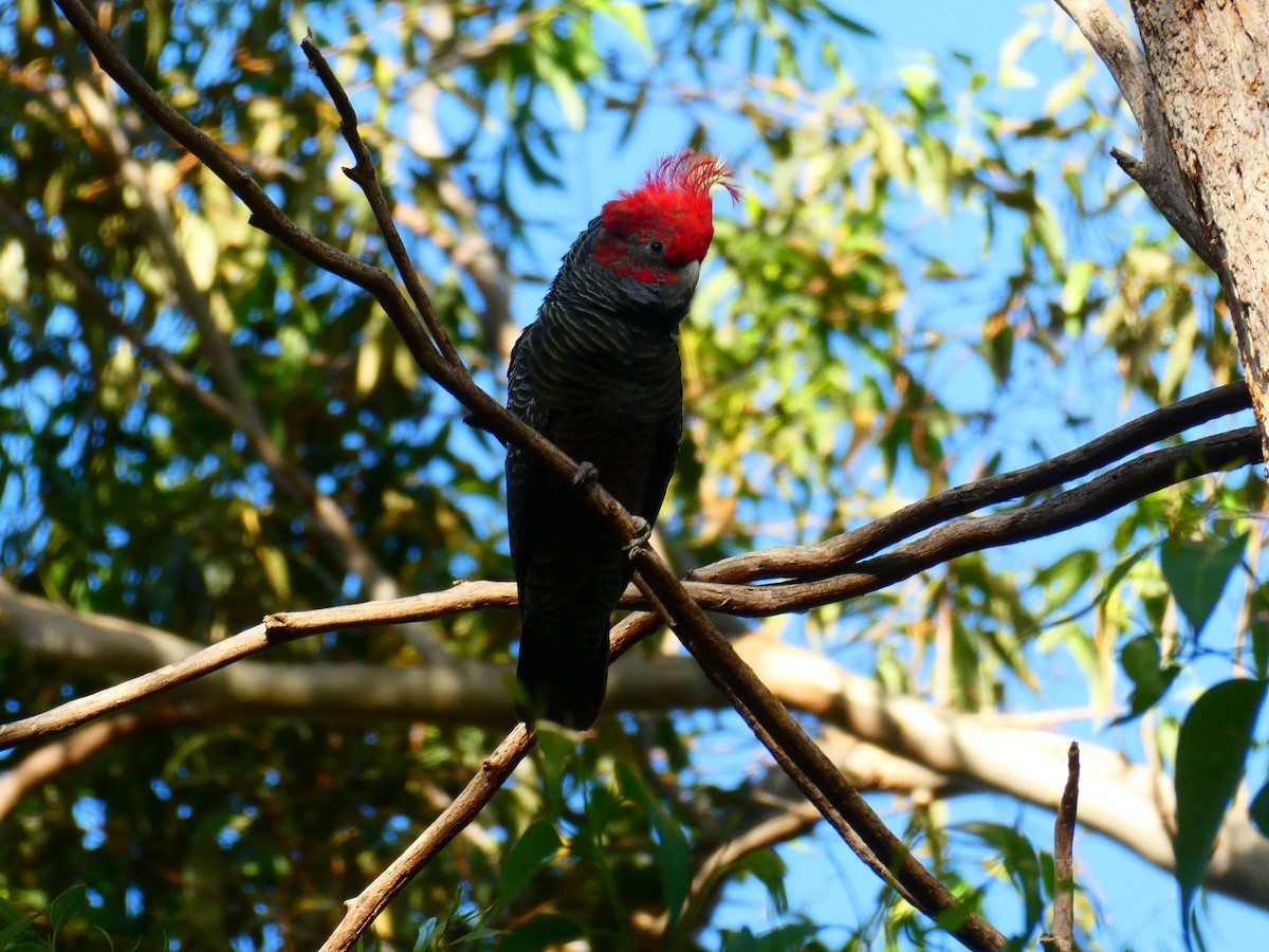 Gang-gang Cockatoo - ML619172303