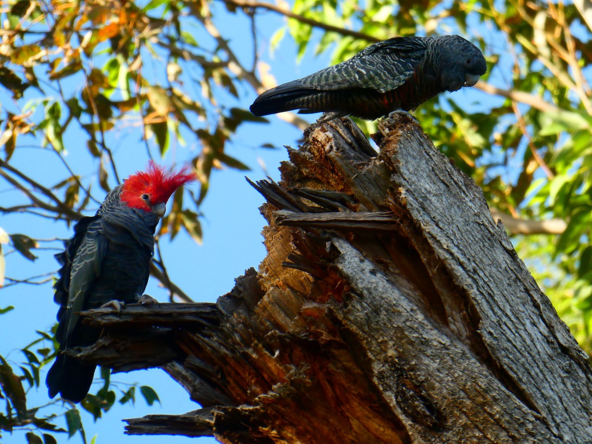 Gang-gang Cockatoo - ML619172304