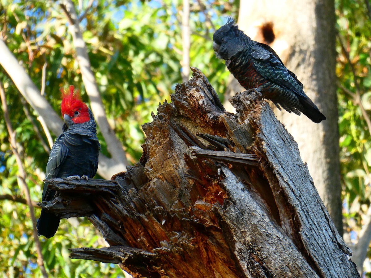 Gang-gang Cockatoo - ML619172309