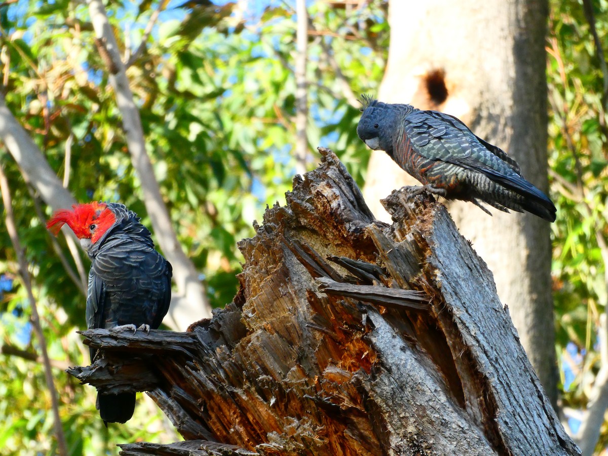 Gang-gang Cockatoo - ML619172312