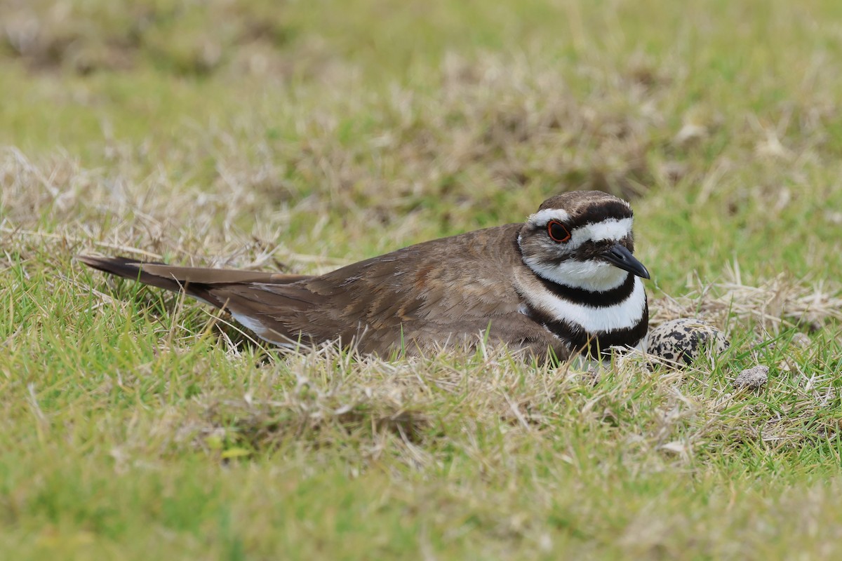 Killdeer - ML619172336