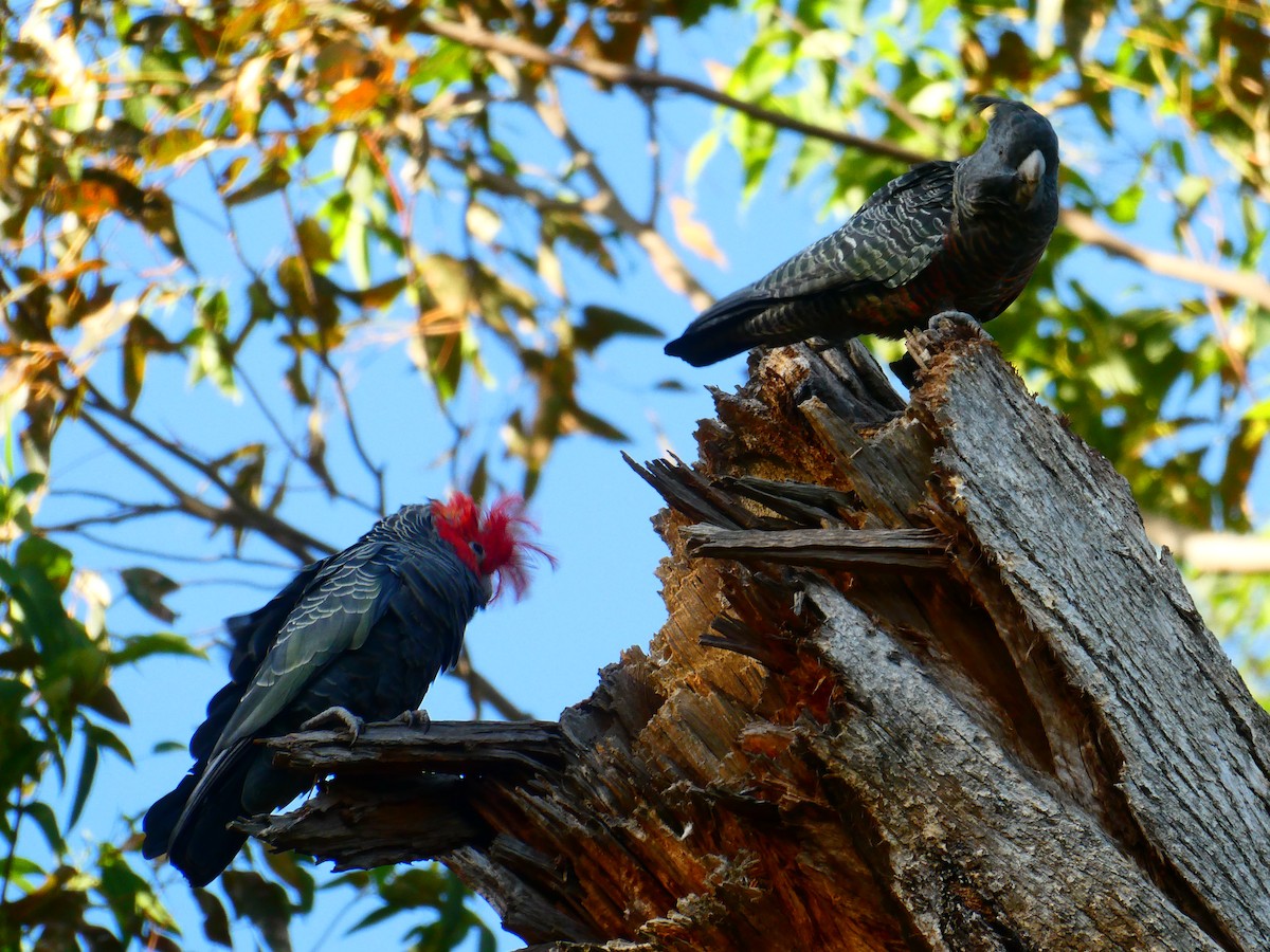 Gang-gang Cockatoo - Lev Ramchen