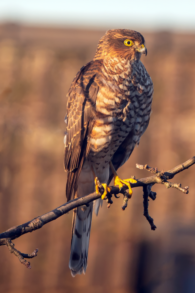 Eurasian Sparrowhawk - Gavin Stone
