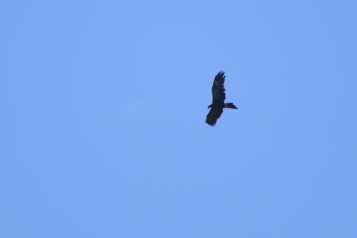 Wedge-tailed Eagle - Ken Crawley