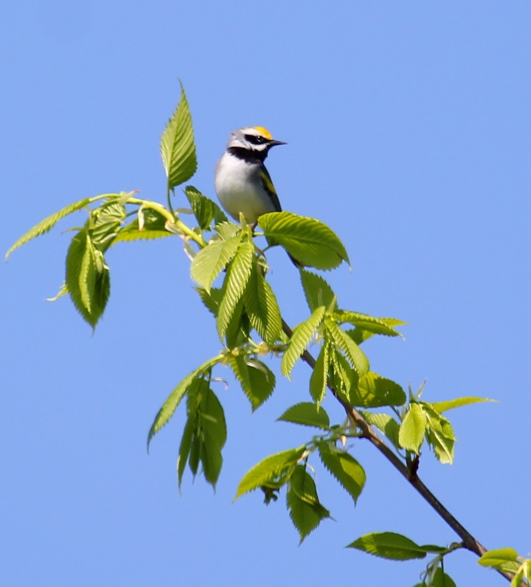 Golden-winged Warbler - Anne McLagan