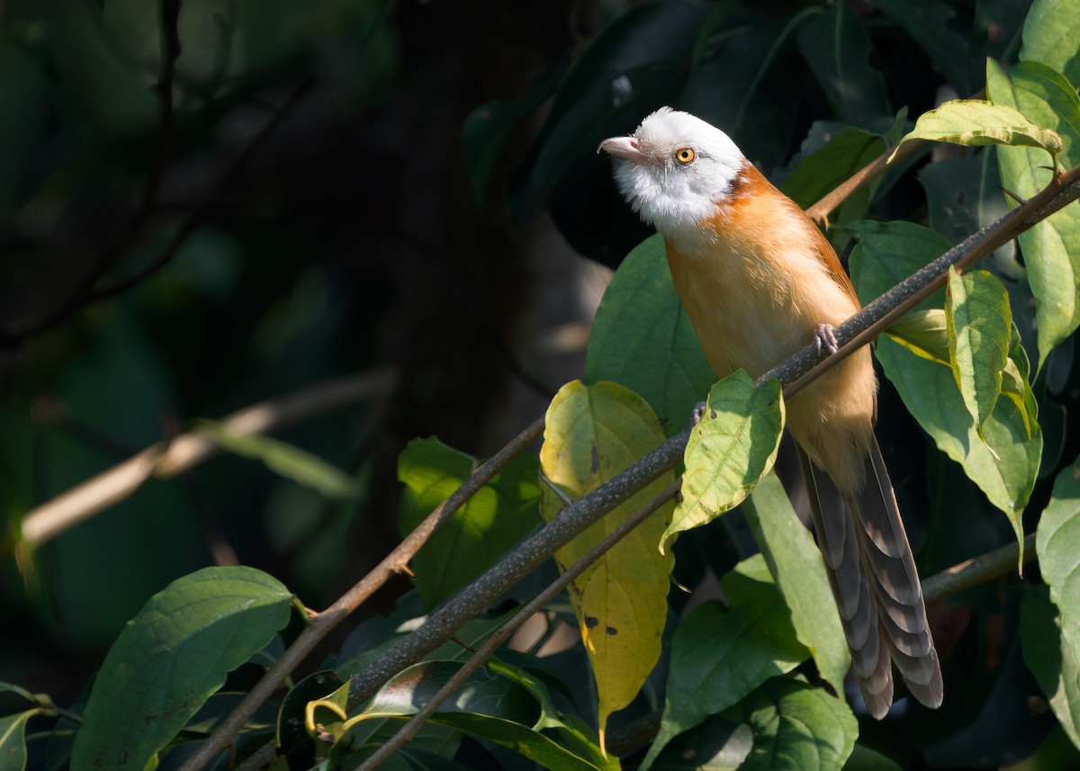 Collared Babbler - Ayuwat Jearwattanakanok