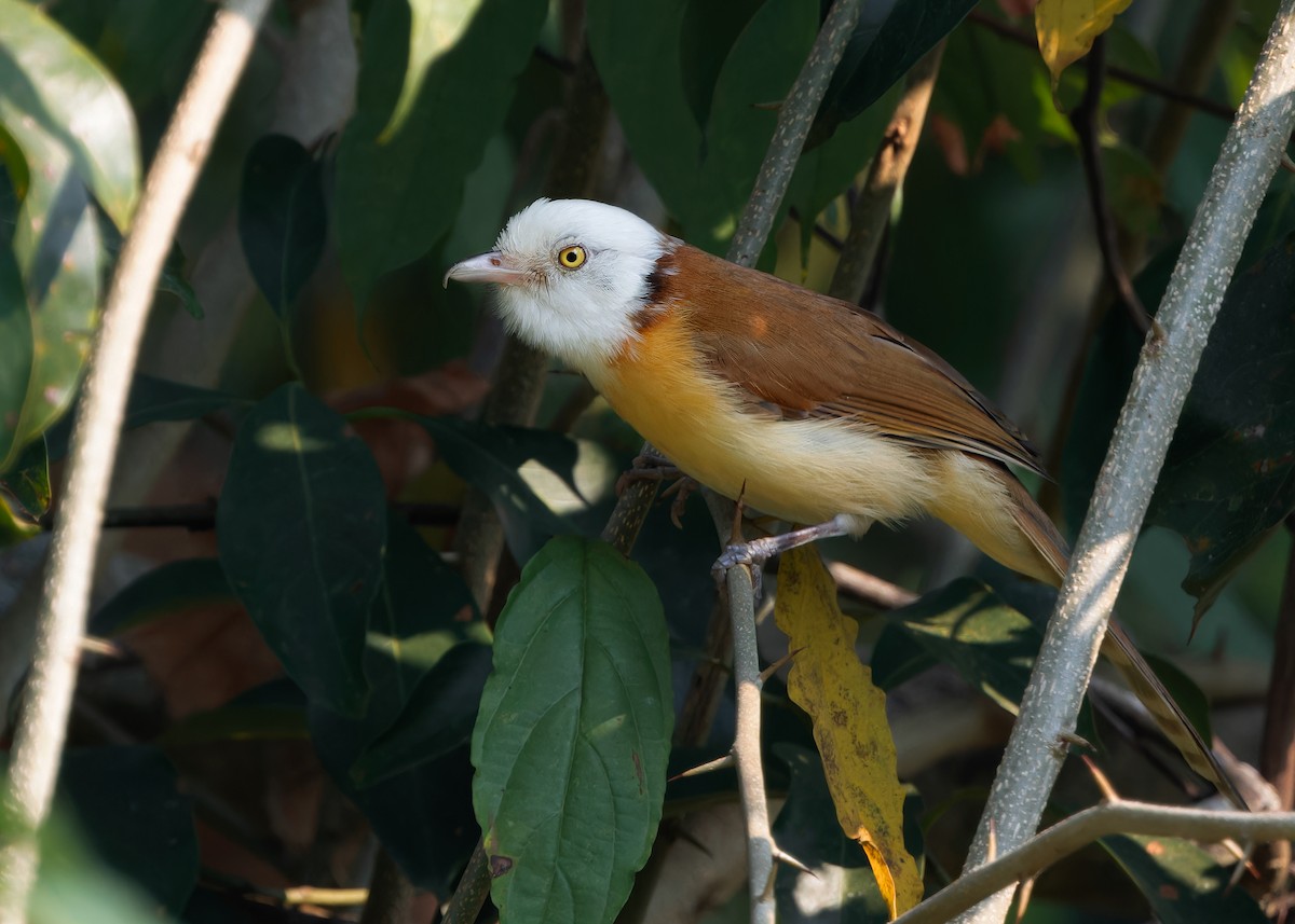 Collared Babbler - Ayuwat Jearwattanakanok