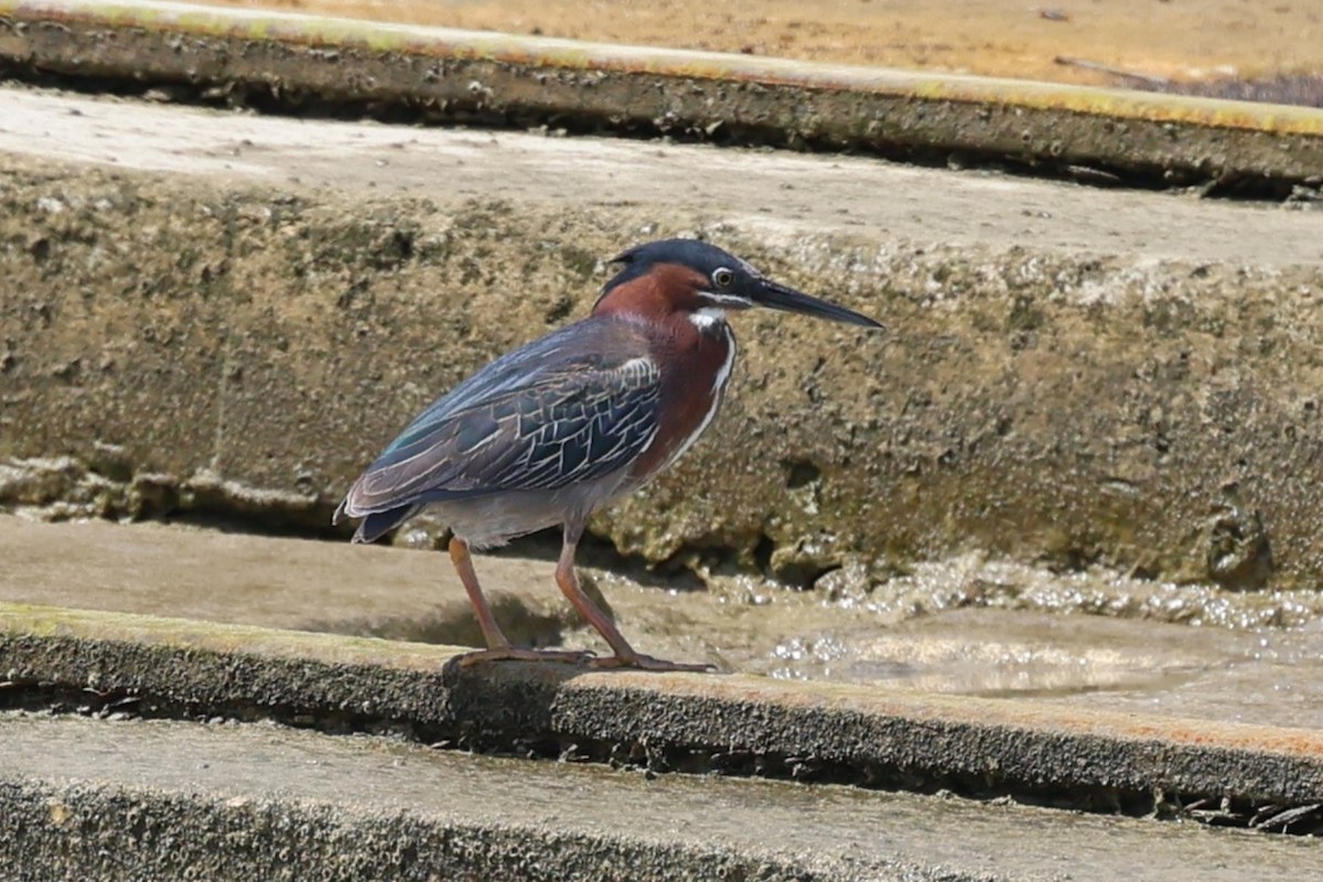 Green Heron - Andrew Dobson