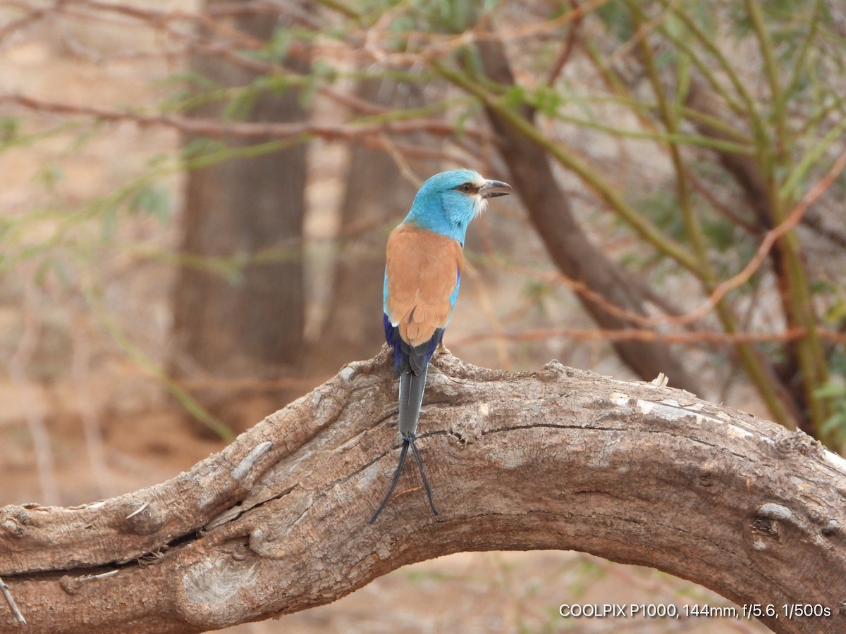 Abyssinian Roller - ML619172410