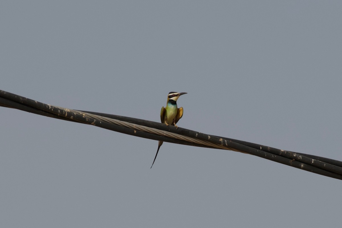 White-throated Bee-eater - Johan Bergkvist