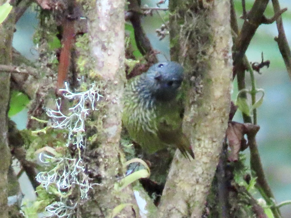 Streak-necked Flycatcher - Greg Vassilopoulos