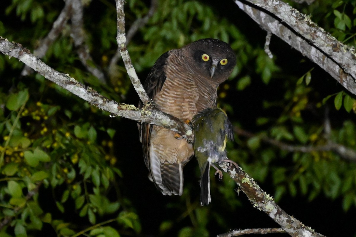 Rufous Owl - ML619172432