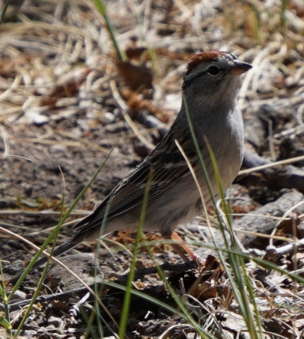 Chipping Sparrow - Phill and Lis Henry
