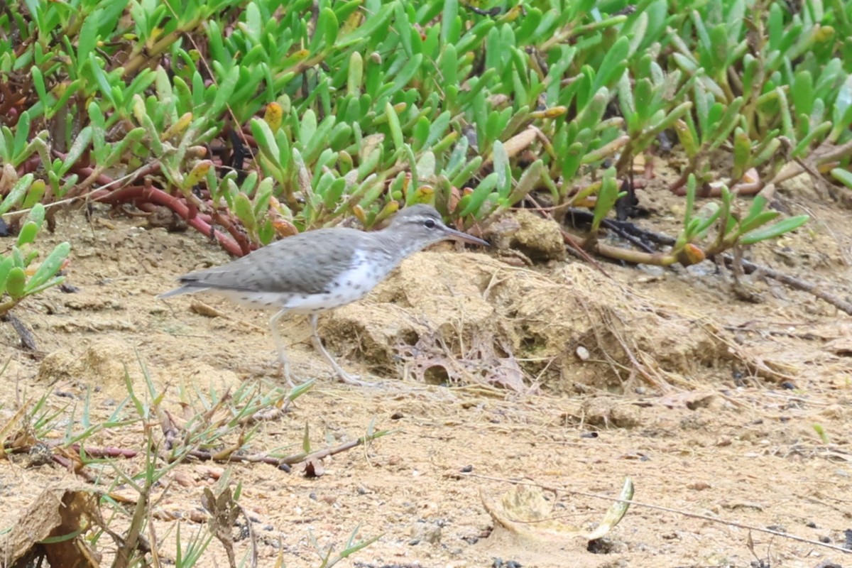 Spotted Sandpiper - ML619172441