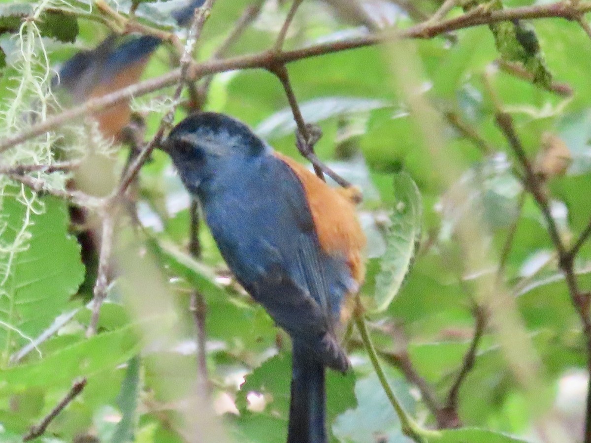 Blue-backed Conebill - Greg Vassilopoulos