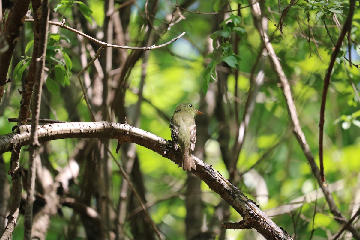 Yellow-bellied Flycatcher - Gr 10 E-block Bird Team