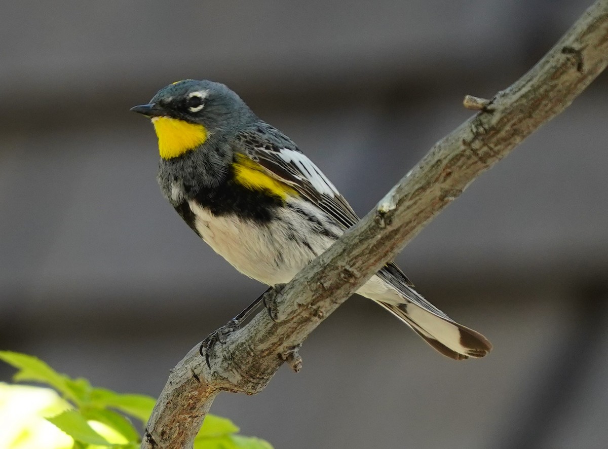 Yellow-rumped Warbler - Phill and Lis Henry