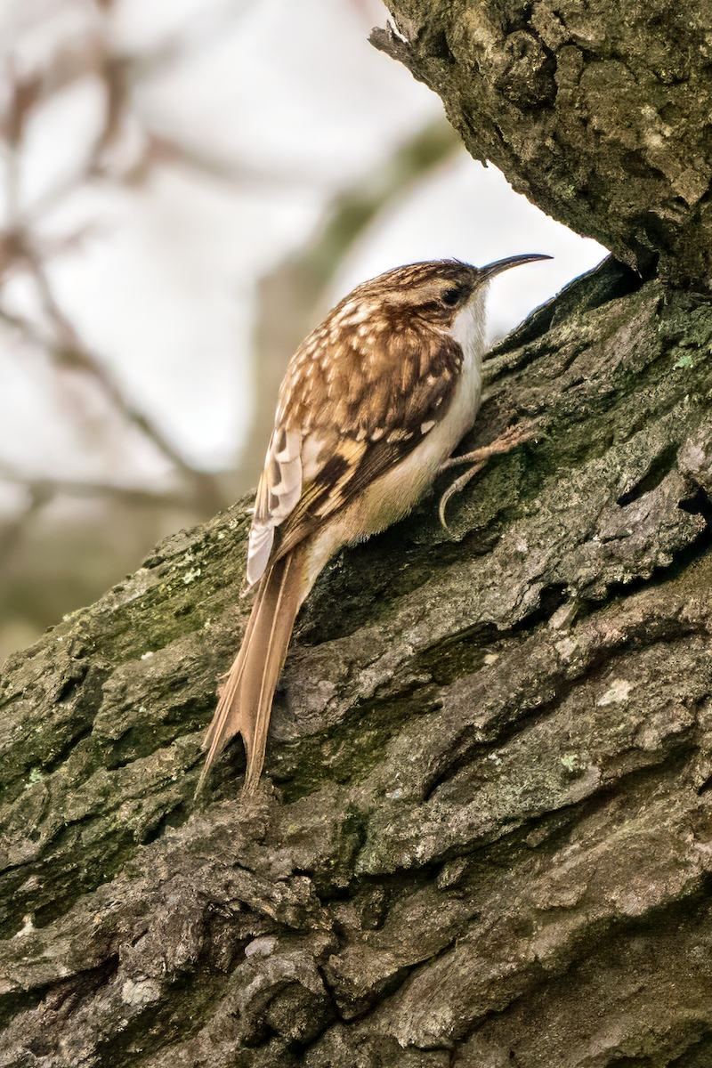 Eurasian Treecreeper - Gavin Stone