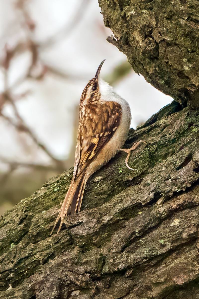 Eurasian Treecreeper - ML619172472