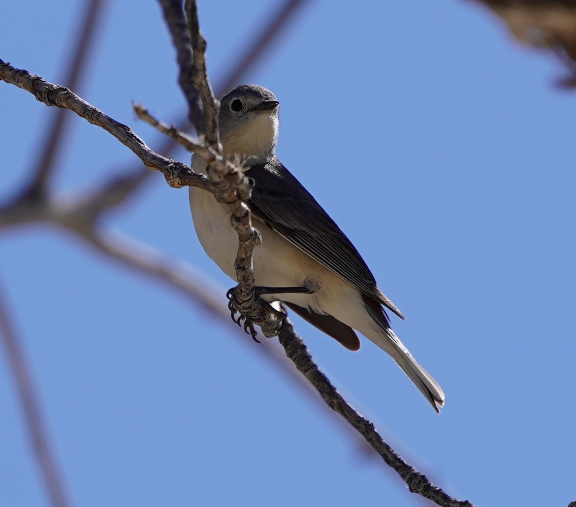 Lucy's Warbler - Phill and Lis Henry