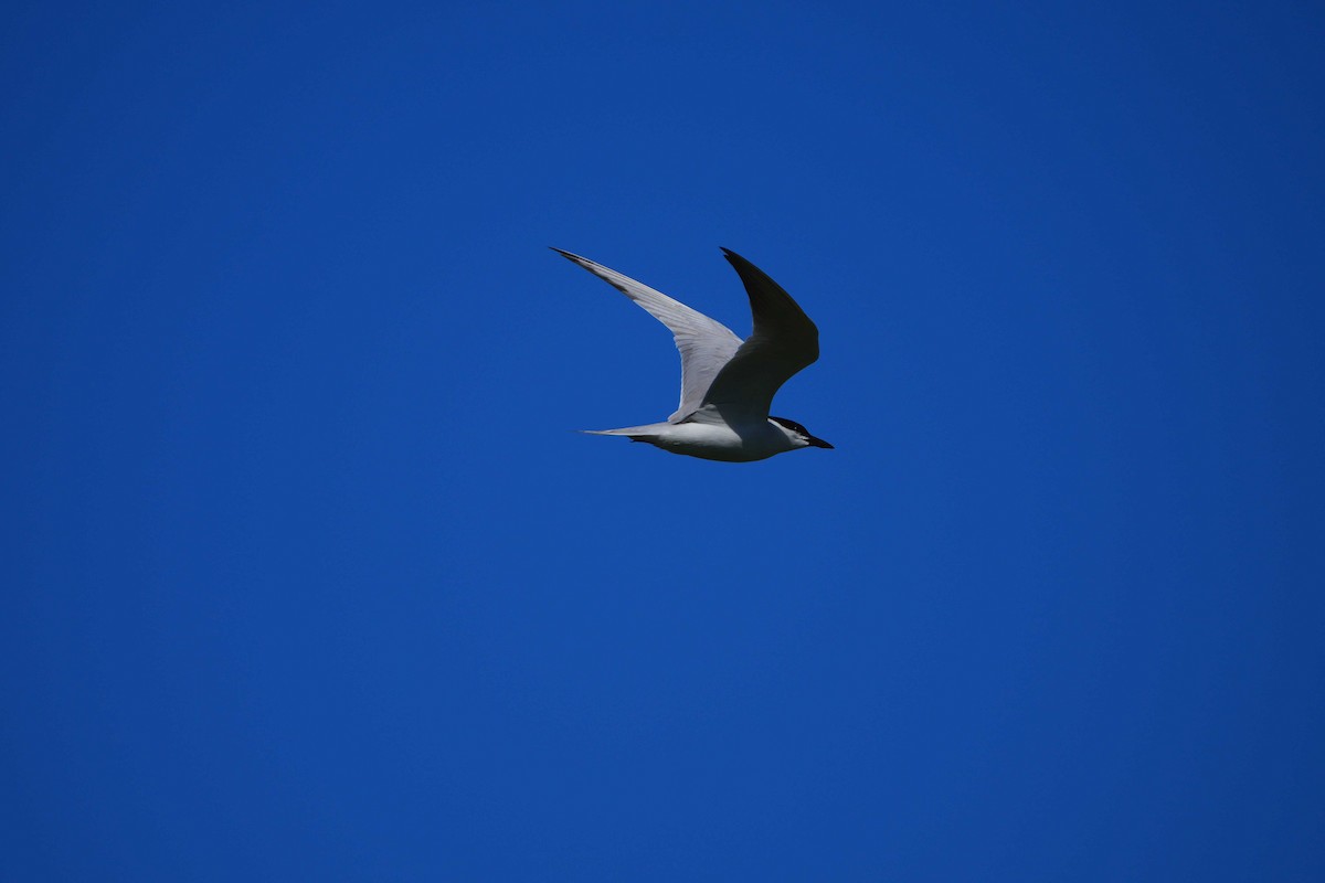 Gull-billed Tern - Victoriano Mora Morillo