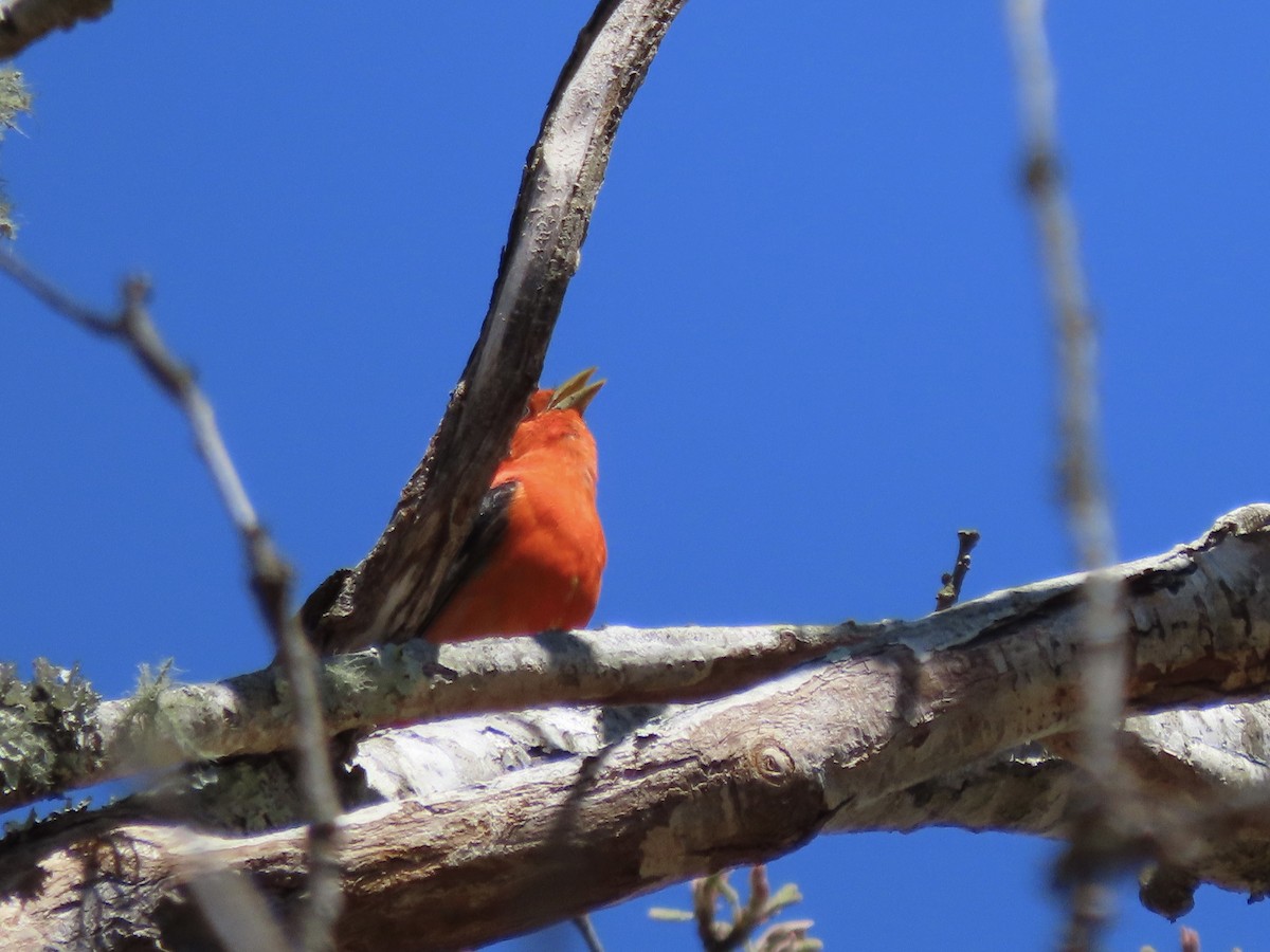 Scarlet Tanager - ML619172611