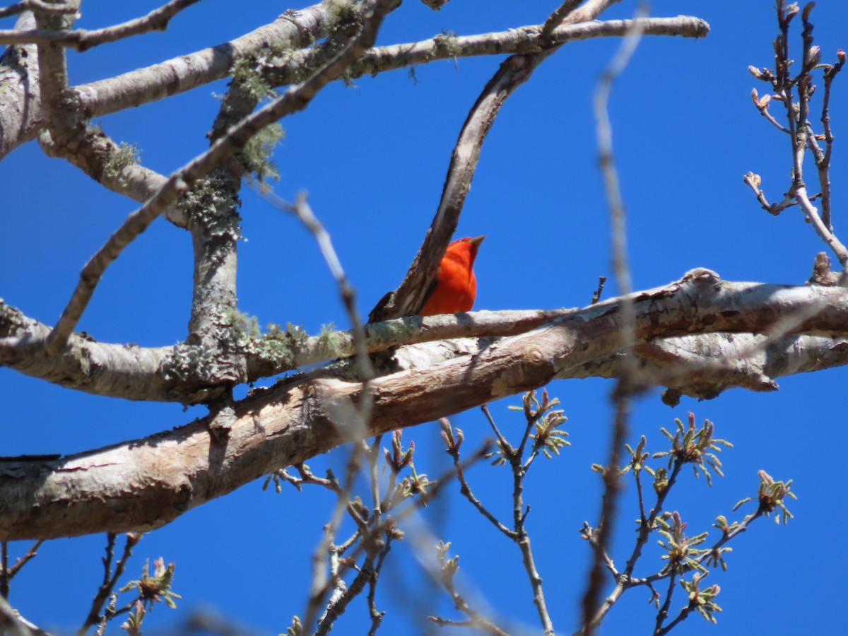 Scarlet Tanager - ML619172618