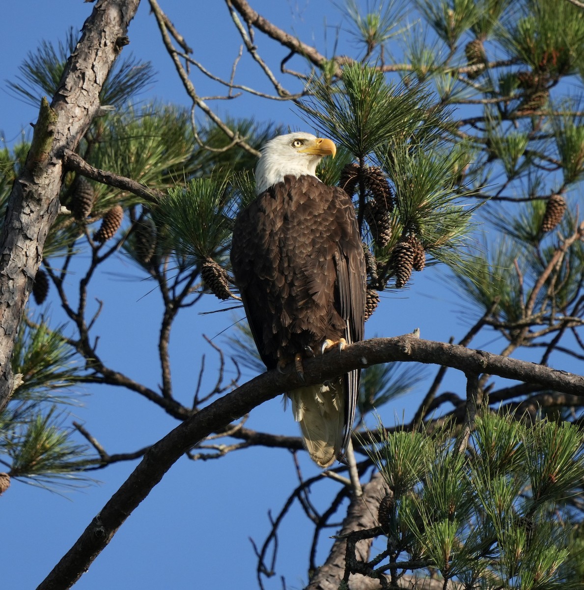 Bald Eagle - ML619172632