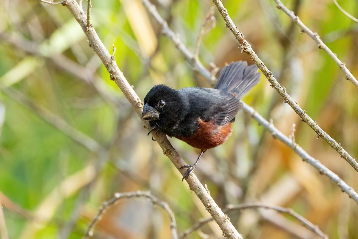 Chestnut-bellied Seed-Finch - ML619172666