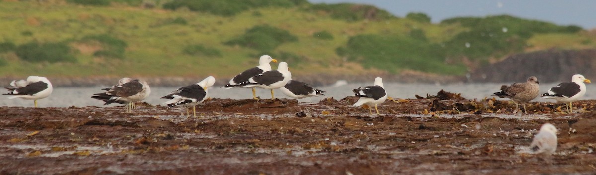 Kelp Gull (dominicanus) - Paul Lynch
