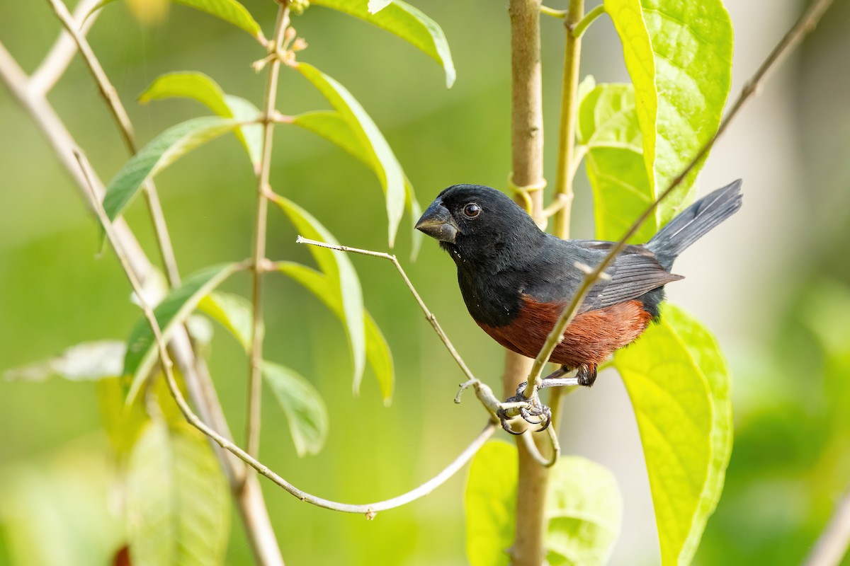 Chestnut-bellied Seed-Finch - Thibaud Aronson