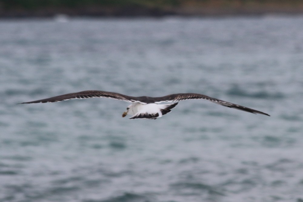 Kelp Gull (dominicanus) - Paul Lynch