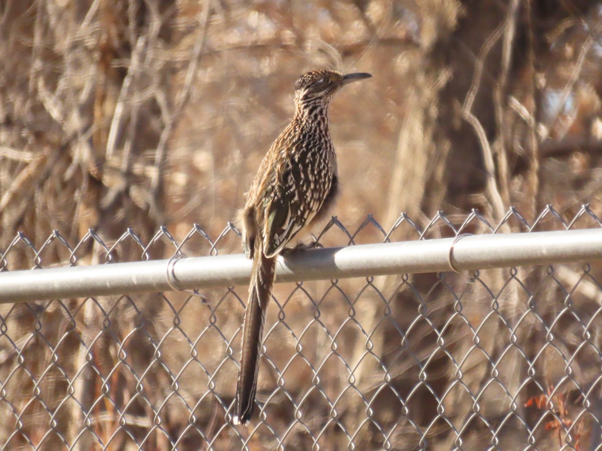 Greater Roadrunner - ML619172689