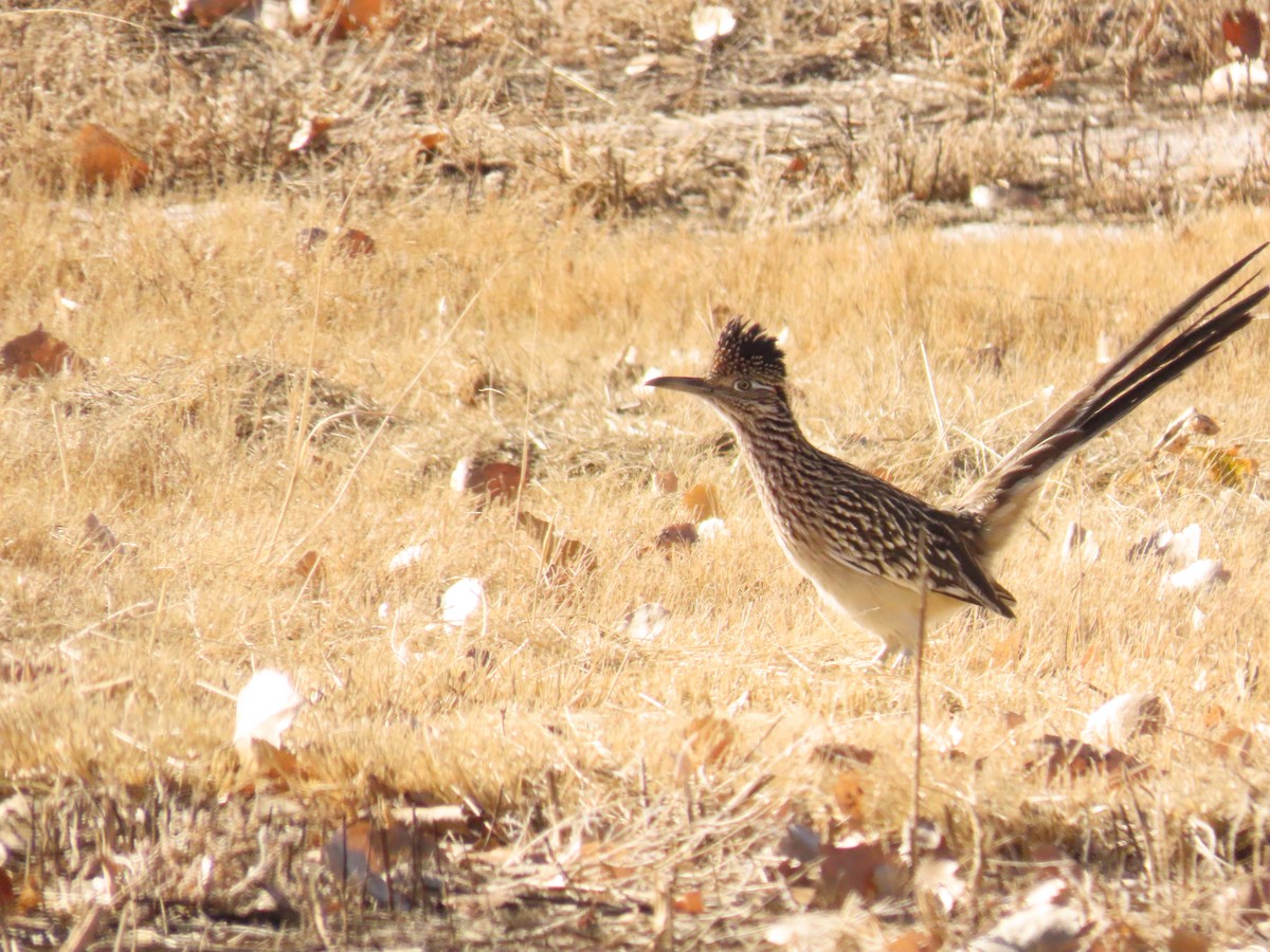 Greater Roadrunner - Robert gilbert