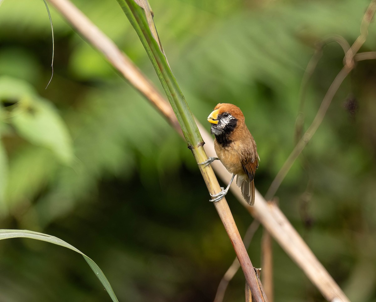 Black-breasted Parrotbill - VIJAY S