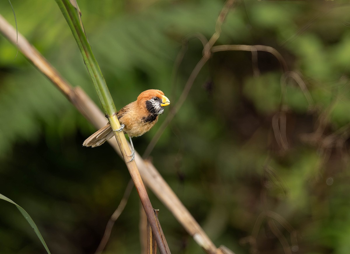 Black-breasted Parrotbill - VIJAY S