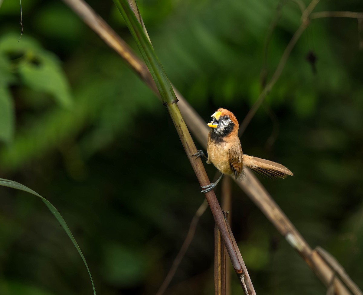 Black-breasted Parrotbill - VIJAY S