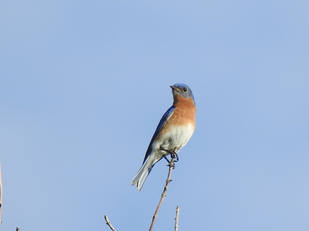 Eastern Bluebird - Sharlane Toole