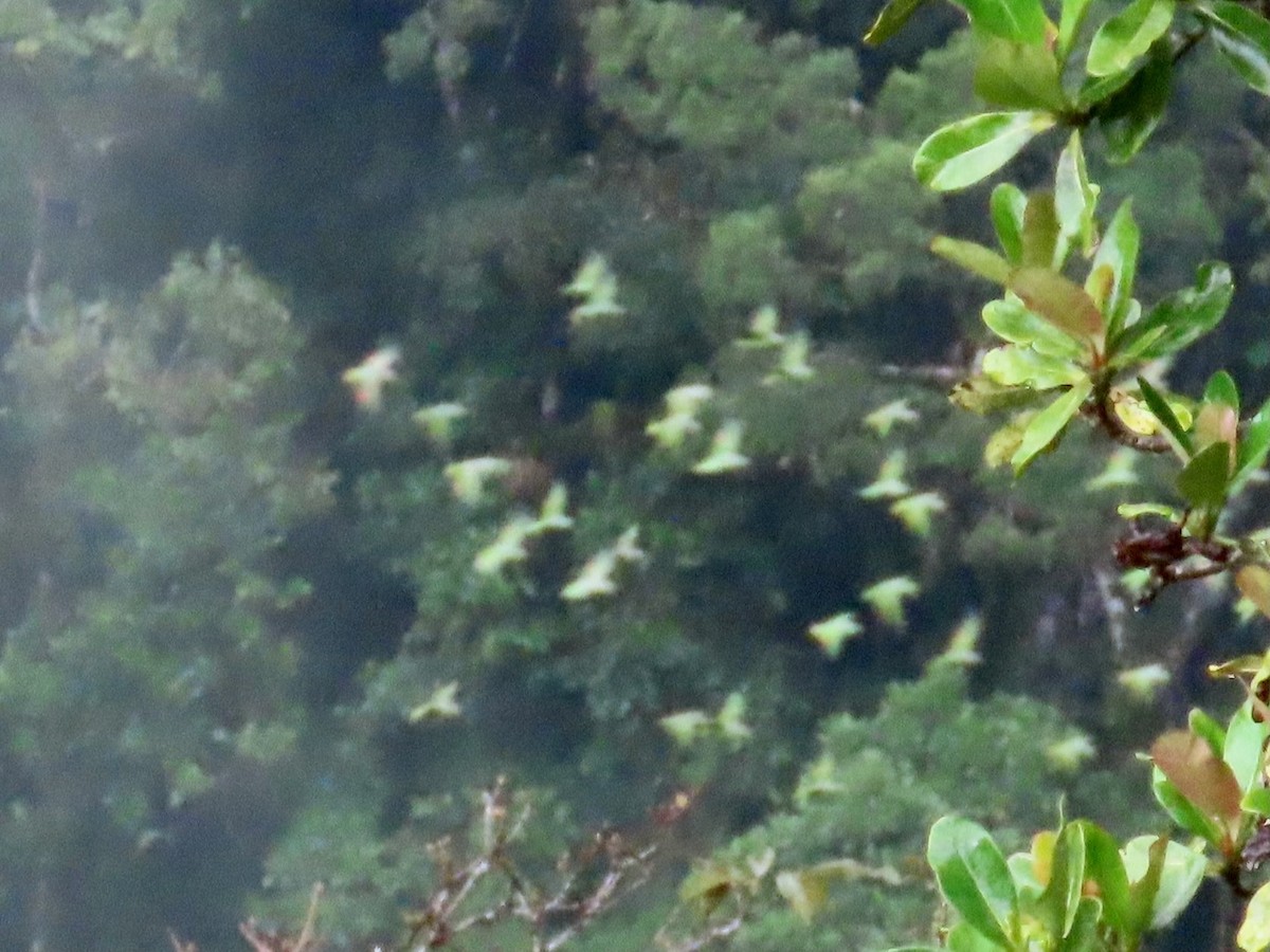 Scaly-naped Amazon - ML619172737