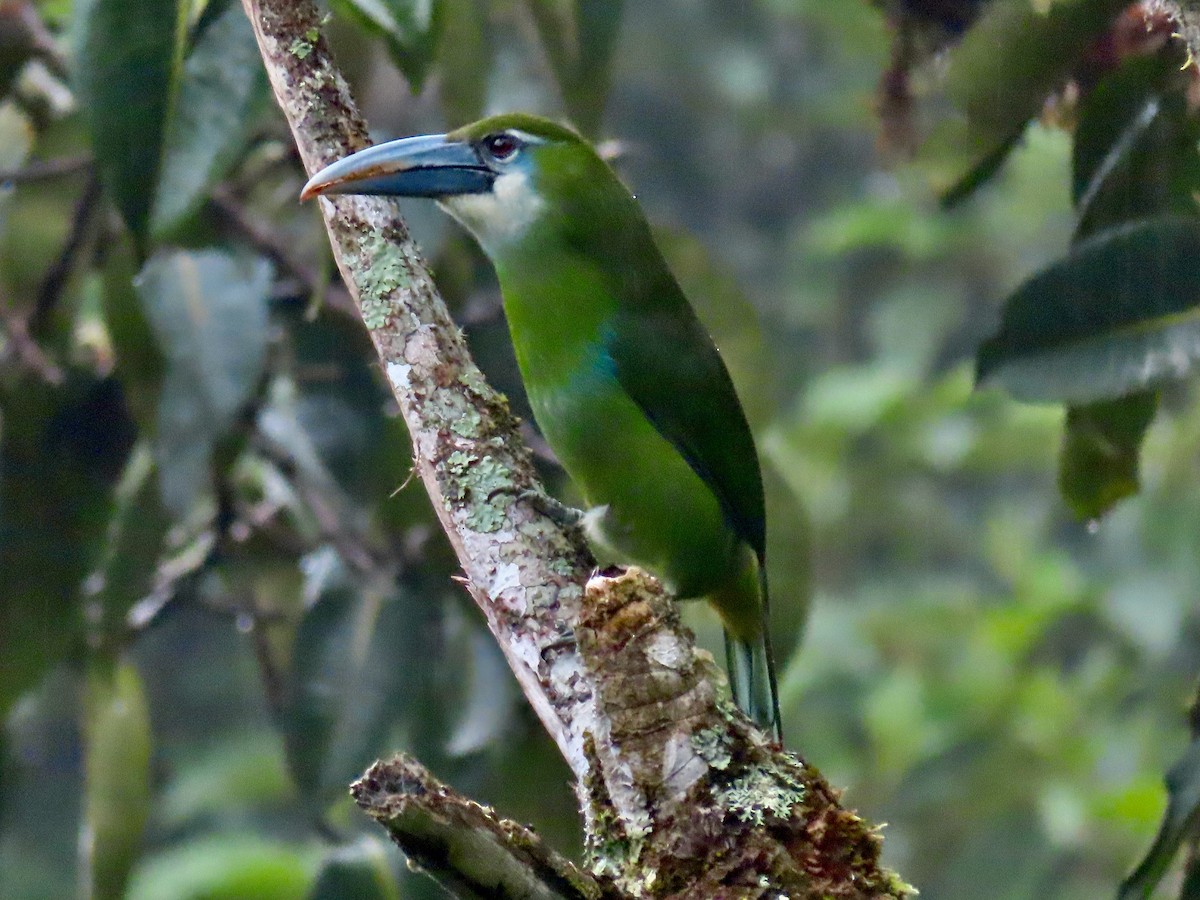 Toucanet à ceinture bleue - ML619172743