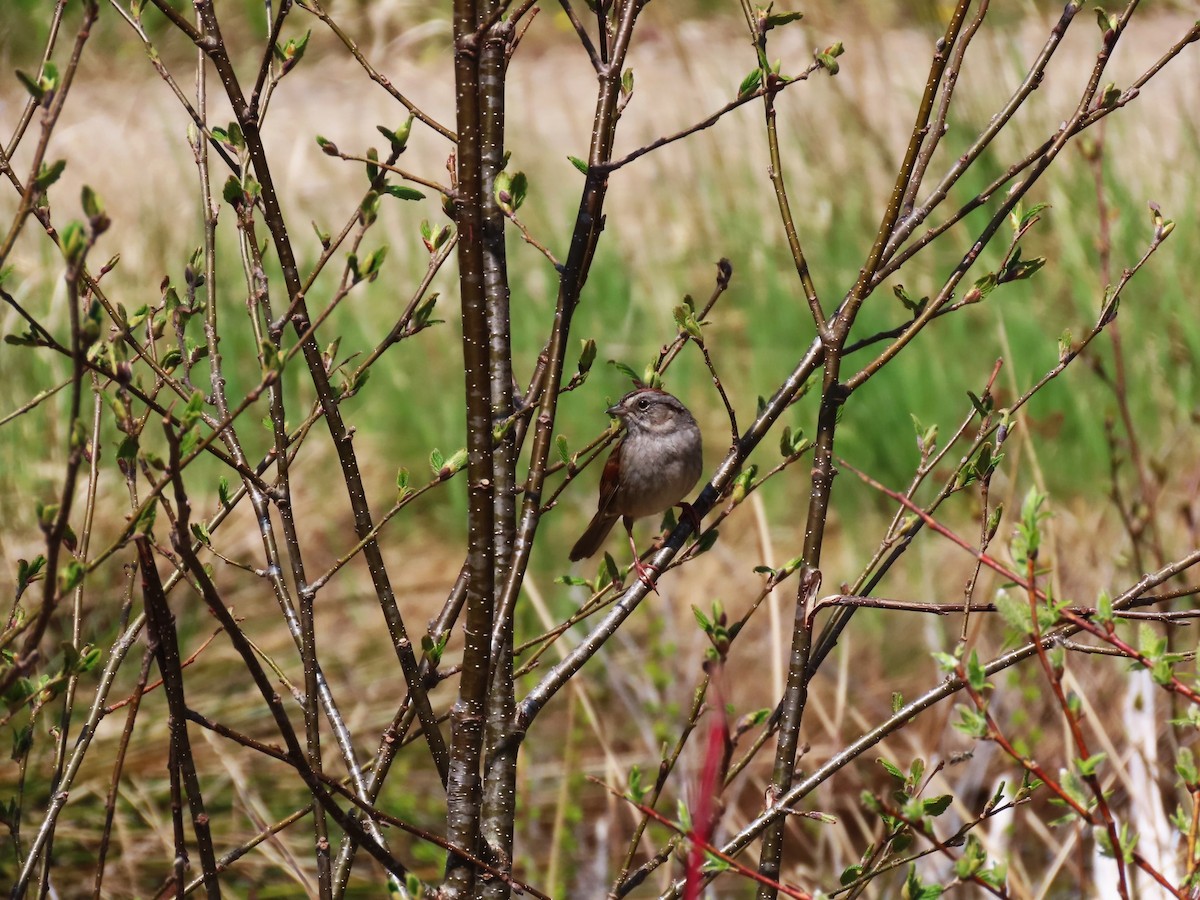 Swamp Sparrow - Bethsheila Kent