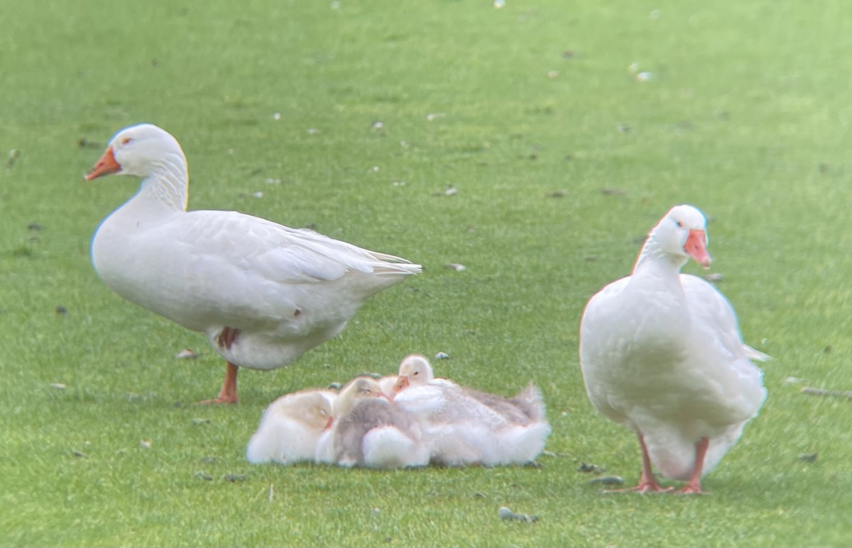 Domestic goose sp. (Domestic type) - ML619172787